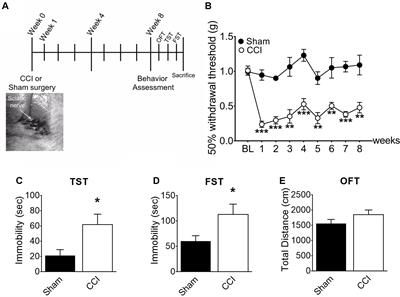 Brain Microglial Activation in Chronic Pain-Associated Affective Disorder